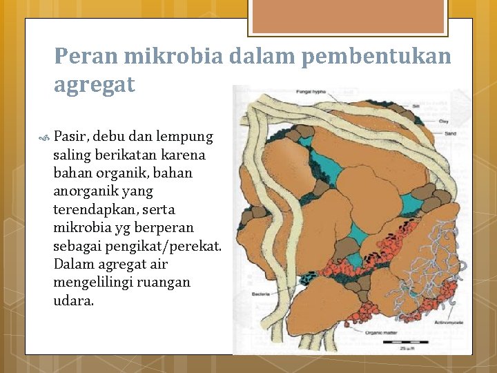 Peran mikrobia dalam pembentukan agregat Pasir, debu dan lempung saling berikatan karena bahan organik,