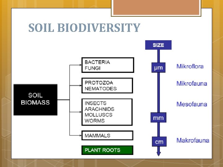 SOIL BIODIVERSITY 