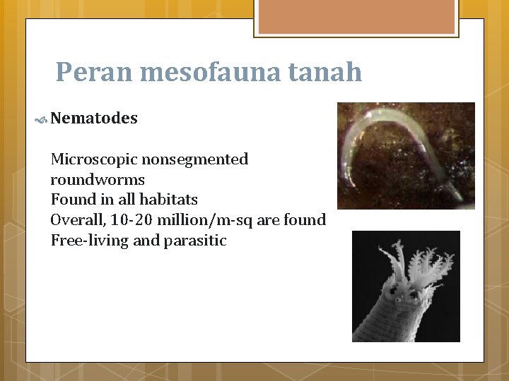 Peran mesofauna tanah Nematodes Microscopic nonsegmented roundworms Found in all habitats Overall, 10 -20