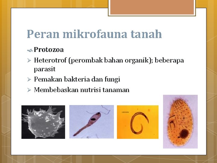 Peran mikrofauna tanah Protozoa Heterotrof (perombak bahan organik); beberapa parasit Ø Pemakan bakteria dan