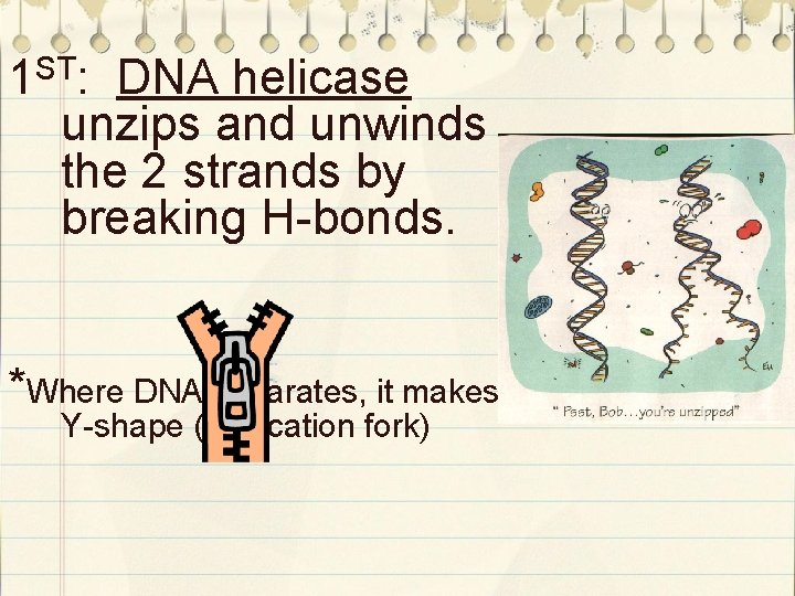 ST 1 : DNA helicase unzips and unwinds the 2 strands by breaking H-bonds.