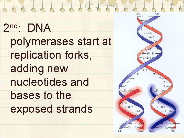 nd 2 : DNA polymerases start at replication forks, adding new nucleotides and bases