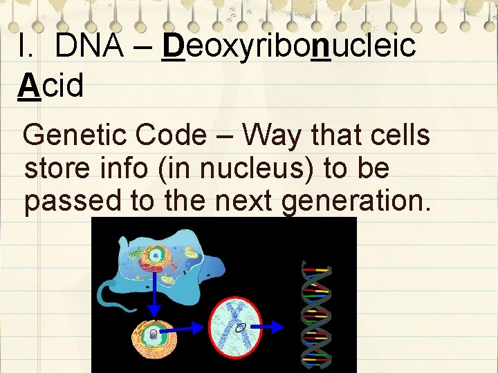 I. DNA – Deoxyribonucleic Acid Genetic Code – Way that cells store info (in