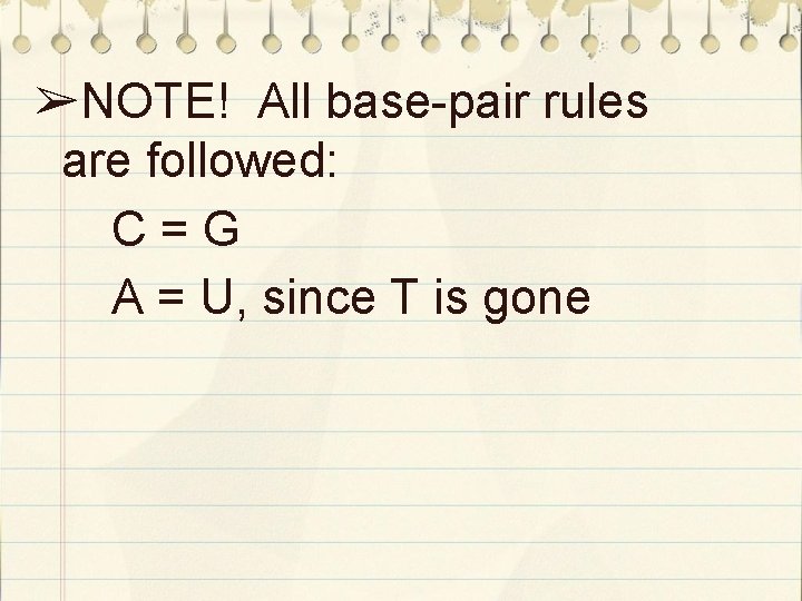 ➢NOTE! All base-pair rules are followed: C=G A = U, since T is gone