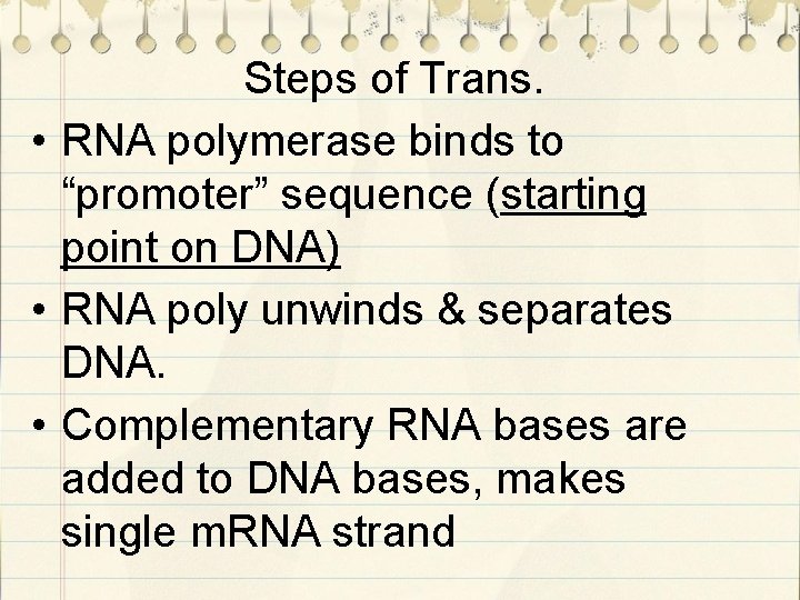 Steps of Trans. • RNA polymerase binds to “promoter” sequence (starting point on DNA)