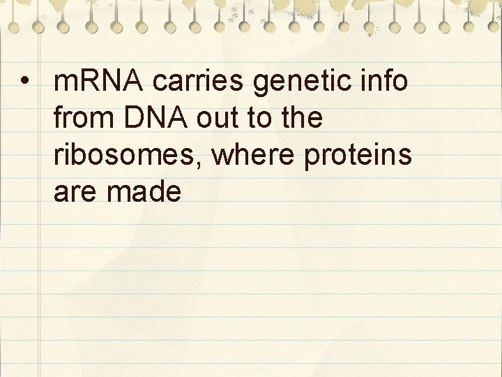  • m. RNA carries genetic info from DNA out to the ribosomes, where