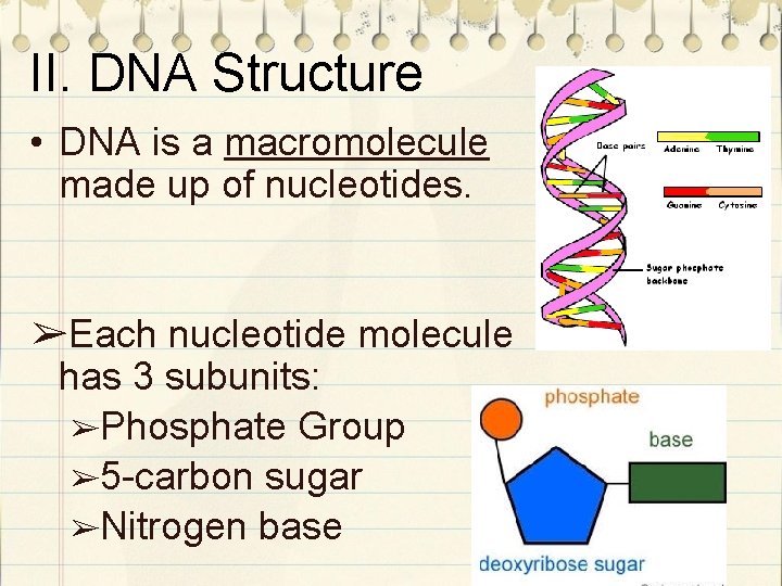 II. DNA Structure • DNA is a macromolecule made up of nucleotides. ➢Each nucleotide