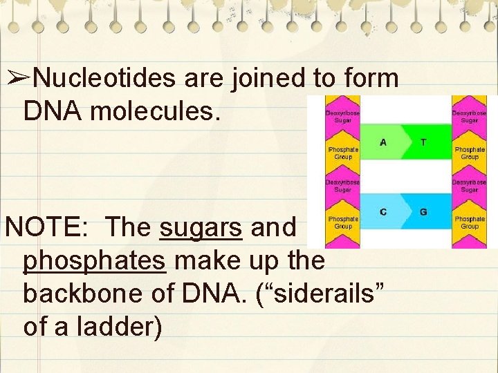 ➢Nucleotides are joined to form DNA molecules. NOTE: The sugars and phosphates make up