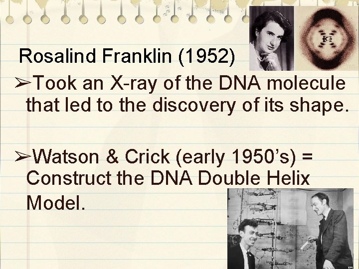 Rosalind Franklin (1952) ➢Took an X-ray of the DNA molecule that led to the