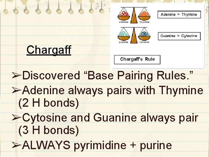 Chargaff ➢Discovered “Base Pairing Rules. ” ➢Adenine always pairs with Thymine (2 H bonds)