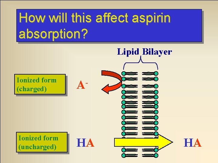 How will this affect aspirin absorption? Lipid Bilayer Ionized form (charged) A- Ionized form How will this affect aspirin absorption? Lipid Bilayer Ionized form (charged) A- Ionized form