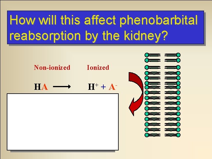 How will this affect phenobarbital reabsorption by the kidney? Non-ionized Ionized HA H + How will this affect phenobarbital reabsorption by the kidney? Non-ionized Ionized HA H +
