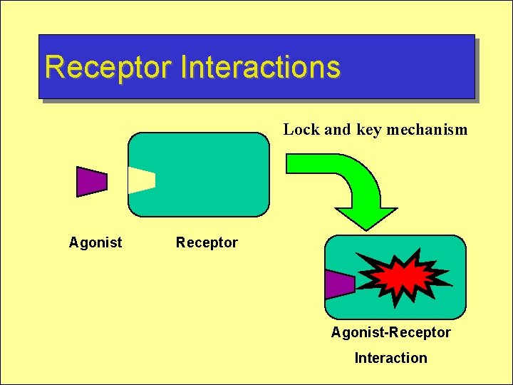 Receptor Interactions Lock and key mechanism Agonist Receptor Agonist-Receptor Interaction 