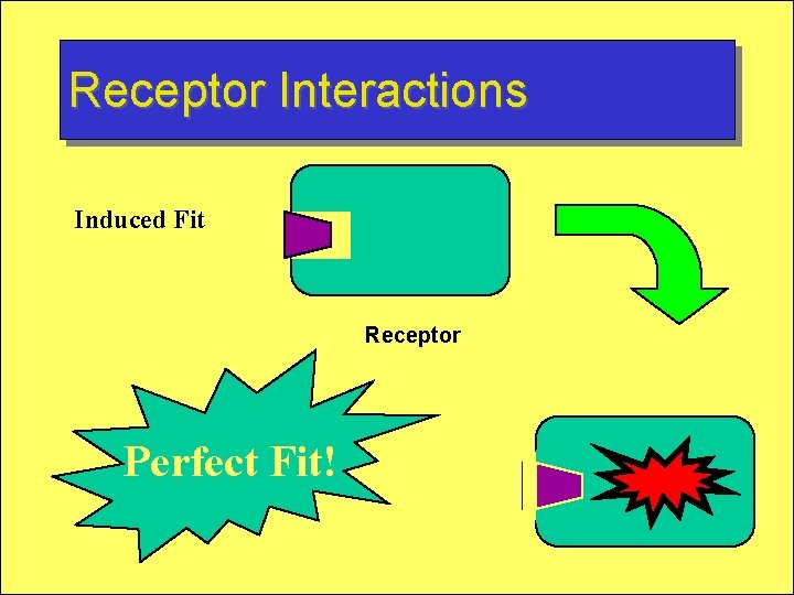 Receptor Interactions Induced Fit Receptor Perfect Fit! 