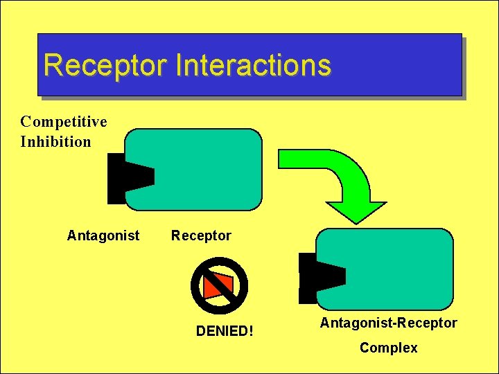 Receptor Interactions Competitive Inhibition Antagonist Receptor DENIED! Antagonist-Receptor Complex  Receptor Interactions Competitive Inhibition Antagonist Receptor DENIED! Antagonist-Receptor Complex