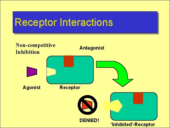 Receptor Interactions Non-competitive Inhibition Agonist Antagonist Receptor DENIED! ‘Inhibited’-Receptor 