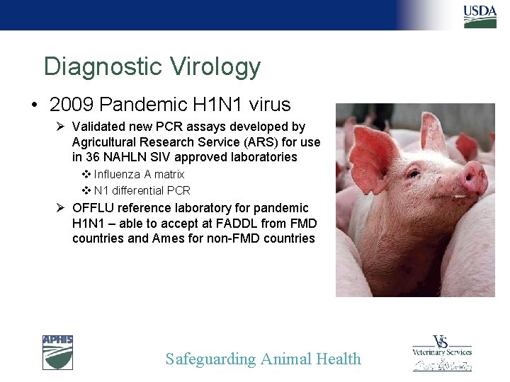 Diagnostic Virology • 2009 Pandemic H 1 N 1 virus Ø Validated new PCR