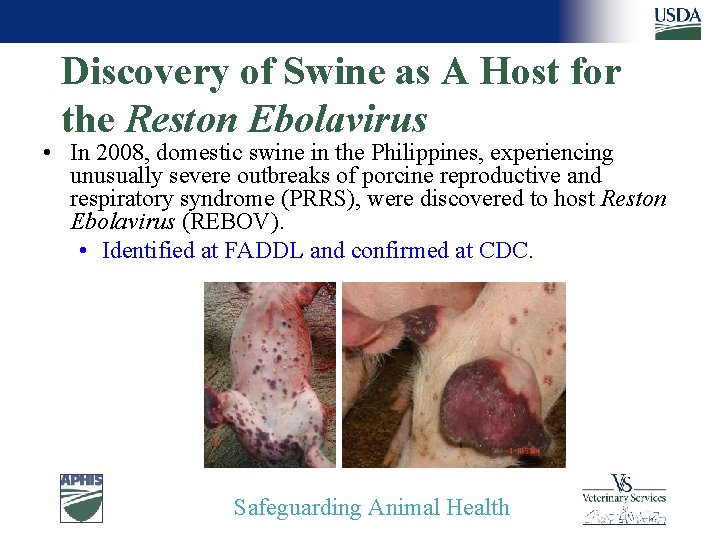 Discovery of Swine as A Host for the Reston Ebolavirus • In 2008, domestic