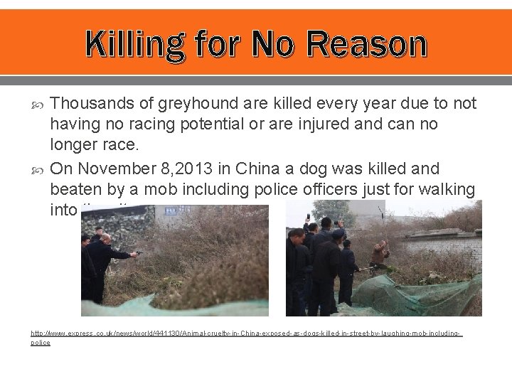 Killing for No Reason Thousands of greyhound are killed every year due to not
