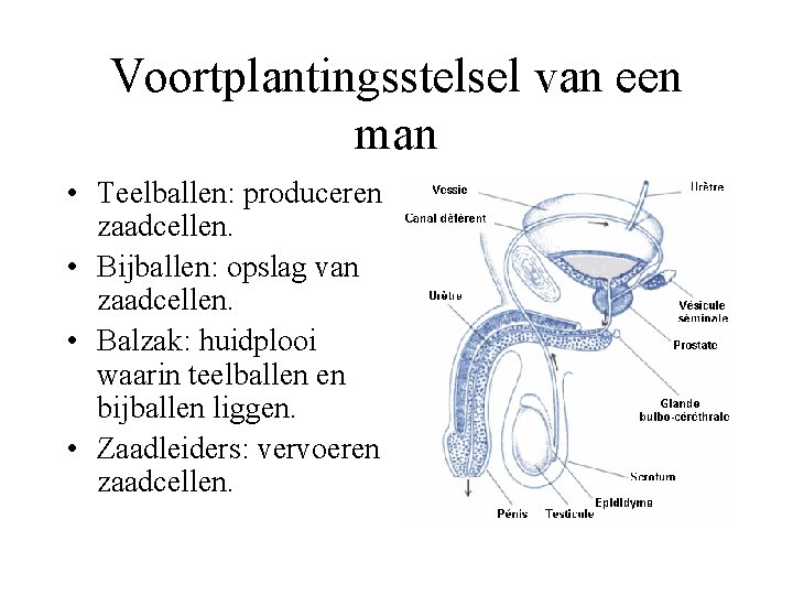 Voortplantingsstelsel van een man • Teelballen: produceren zaadcellen. • Bijballen: opslag van zaadcellen. •