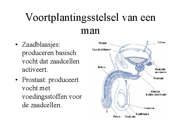 Voortplantingsstelsel van een man • Zaadblaasjes: produceren basisch vocht dat zaadcellen activeert. • Prostaat: