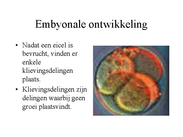 Embyonale ontwikkeling • Nadat een eicel is bevrucht, vinden er enkele klievingsdelingen plaats. •