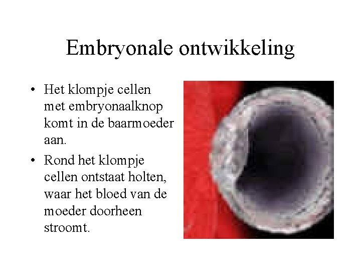 Embryonale ontwikkeling • Het klompje cellen met embryonaalknop komt in de baarmoeder aan. •