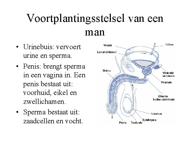 Voortplantingsstelsel van een man • Urinebuis: vervoert urine en sperma. • Penis: brengt sperma