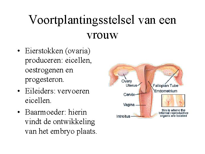Voortplantingsstelsel van een vrouw • Eierstokken (ovaria) produceren: eicellen, oestrogenen en progesteron. • Eileiders: