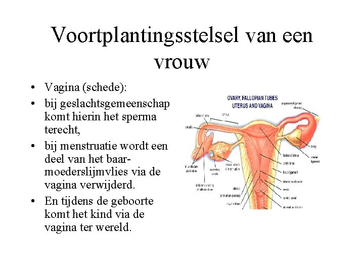 Voortplantingsstelsel van een vrouw • Vagina (schede): • bij geslachtsgemeenschap komt hierin het sperma