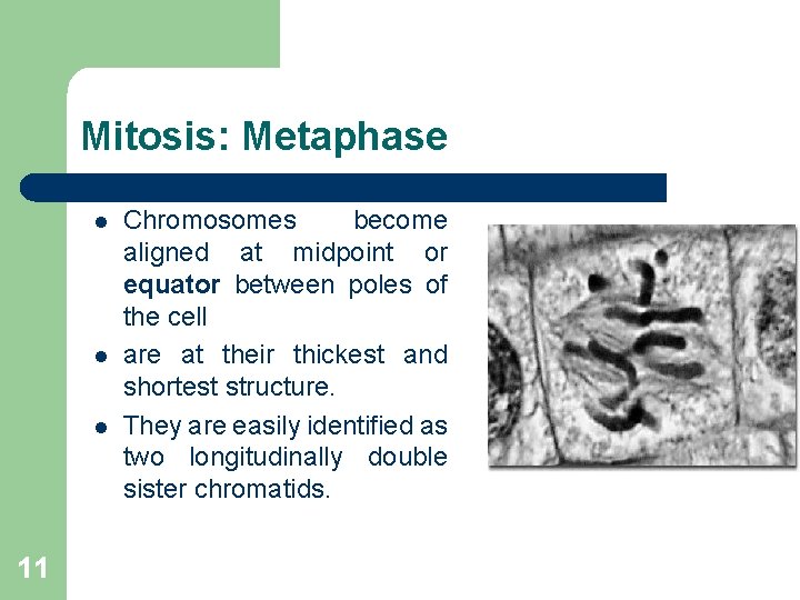 Mitosis: Metaphase l l l 11 Chromosomes become aligned at midpoint or equator between