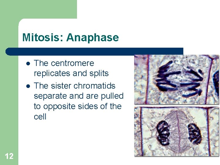 Mitosis: Anaphase l l 12 The centromere replicates and splits The sister chromatids separate