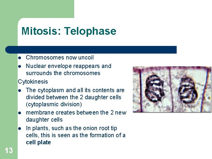 Mitosis: Telophase Chromosomes now uncoil l Nuclear envelope reappears and surrounds the chromosomes Cytokinesis