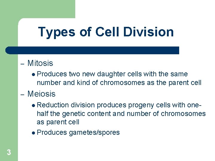 Types of Cell Division – Mitosis l Produces two new daughter cells with the