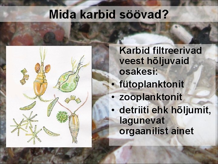 Mida karbid söövad? Karbid filtreerivad veest hõljuvaid osakesi: • fütoplanktonit • zooplanktonit • detriiti