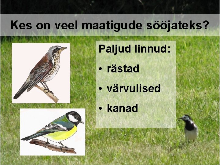 Kes on veel maatigude sööjateks? Paljud linnud: • rästad • värvulised • kanad 