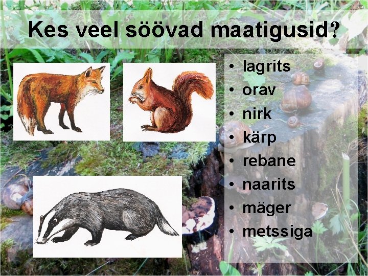 Kes veel söövad maatigusid? • • lagrits orav nirk kärp rebane naarits mäger metssiga