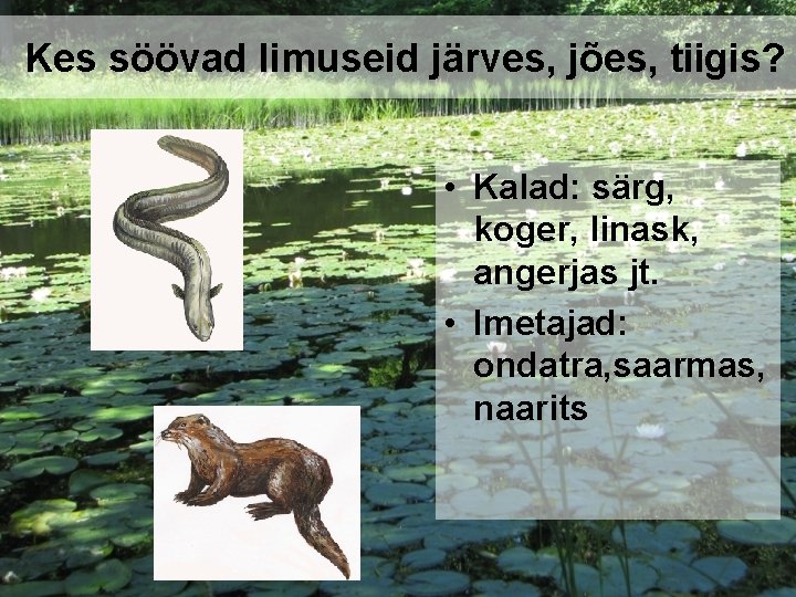 Kes söövad limuseid järves, jões, tiigis? • Kalad: särg, koger, linask, angerjas jt. •