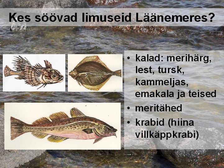 Kes söövad limuseid Läänemeres? • kalad: merihärg, lest, tursk, kammeljas, emakala ja teised •