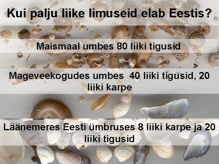 Kui palju liike limuseid elab Eestis? Maismaal umbes 80 liiki tigusid Mageveekogudes umbes 40