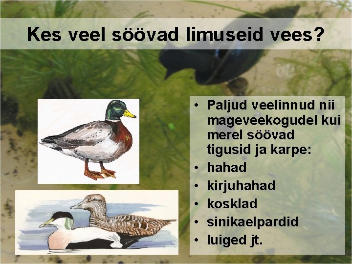 Kes veel söövad limuseid vees? • Paljud veelinnud nii mageveekogudel kui merel söövad tigusid