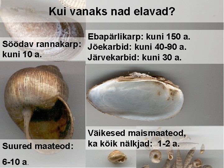 Kui vanaks nad elavad? Ebapärlikarp: kuni 150 a. Söödav rannakarp: Jõekarbid: kuni 40 -90