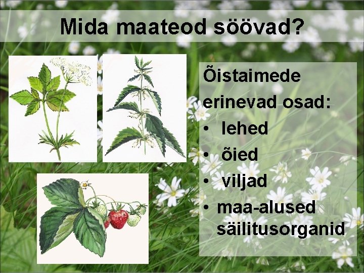 Mida maateod söövad? Õistaimede erinevad osad: • lehed • õied • viljad • maa-alused