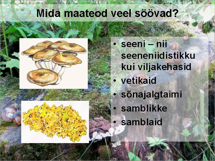 Mida maateod veel söövad? • seeni – nii seeneniidistikku kui viljakehasid • vetikaid •