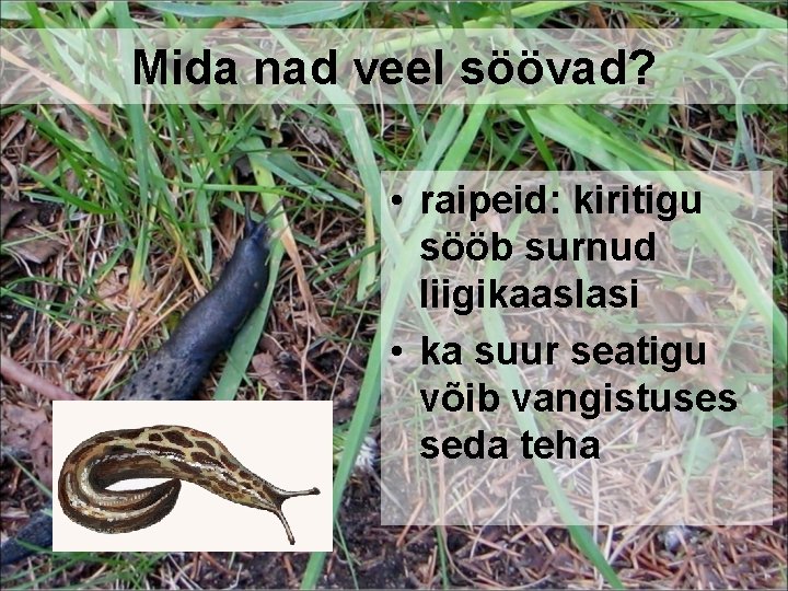 Mida nad veel söövad? • raipeid: kiritigu sööb surnud liigikaaslasi • ka suur seatigu