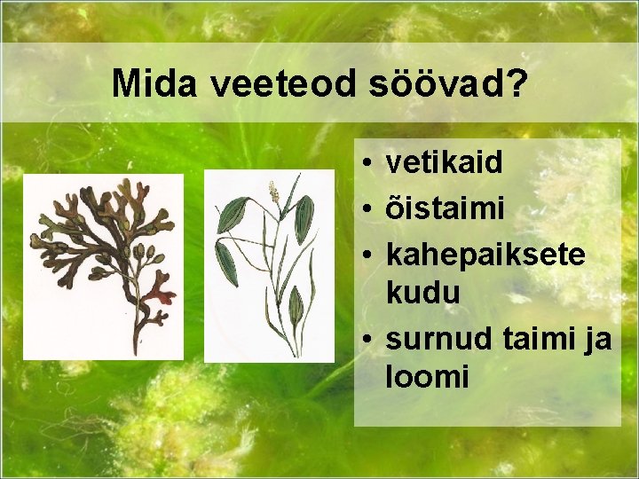 Mida veeteod söövad? • vetikaid • õistaimi • kahepaiksete kudu • surnud taimi ja