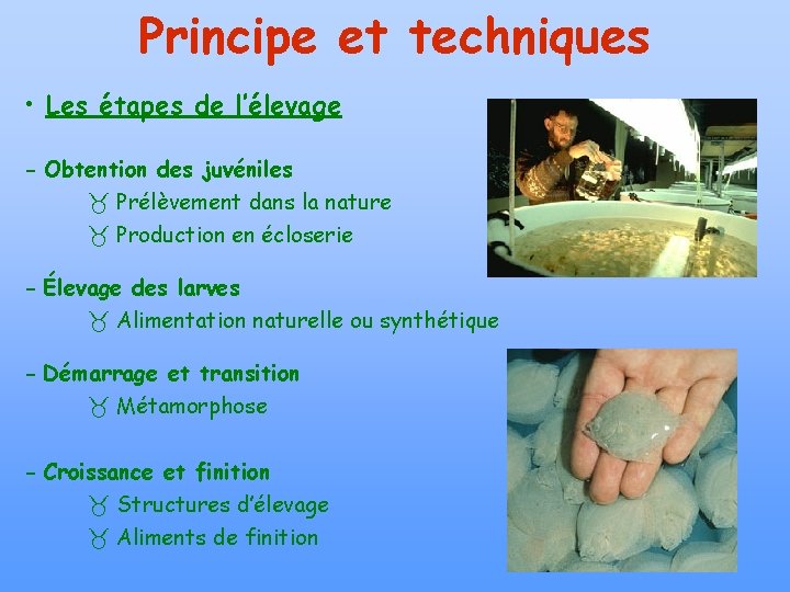 Principe et techniques • Les étapes de l’élevage - Obtention des juvéniles Prélèvement dans