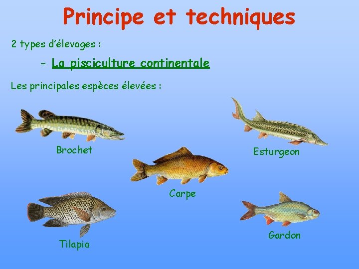 Principe et techniques 2 types d’élevages : - La pisciculture continentale Les principales espèces