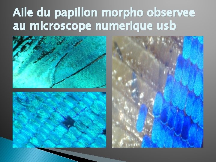 Aile du papillon morpho observee au microscope numerique usb 