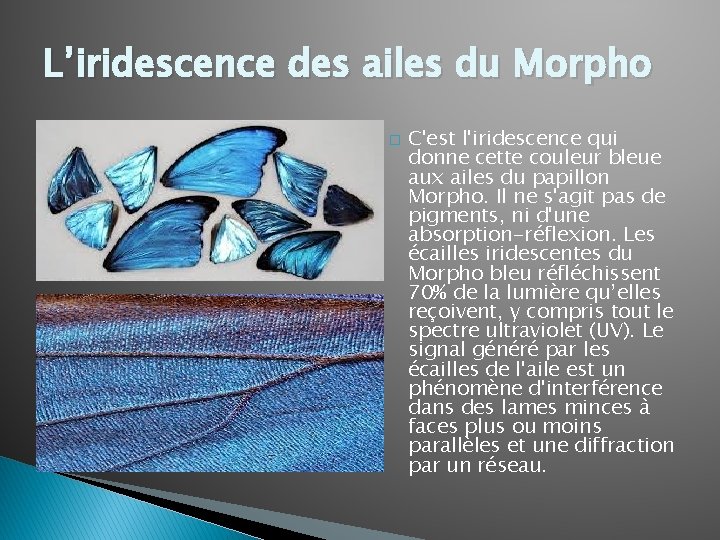 L’iridescence des ailes du Morpho � C'est l'iridescence qui donne cette couleur bleue aux